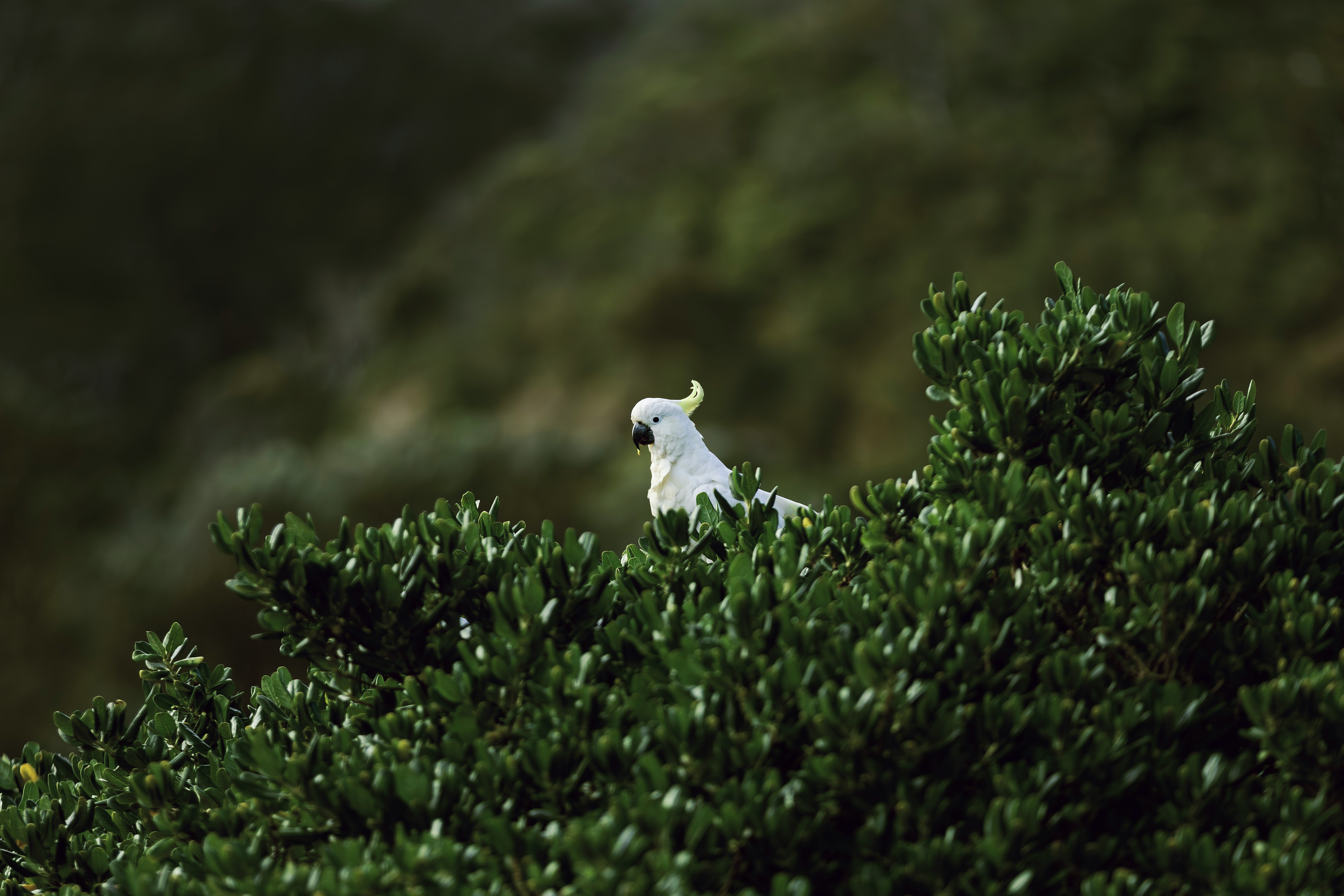 White cockatoo perched on top of a green shrub